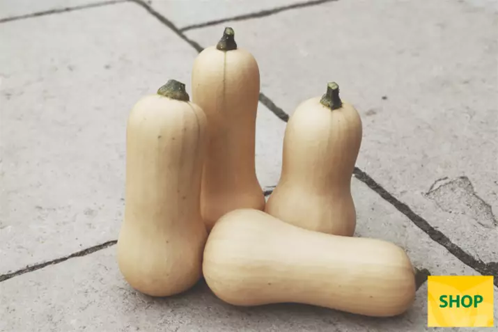 Zucca-tipo-Butternut-Mieluna.png Zucca-tipo-Butternut-Mieluna.png