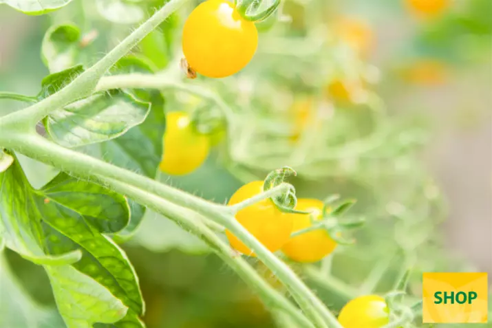 Ekologiczny-pomidor-koktajlowy-z-odmiany-ustalonej-Yellow-Clementine.png Ekologiczny-pomidor-koktajlowy-z-odmiany-ustalonej-Yellow-Clementine.png