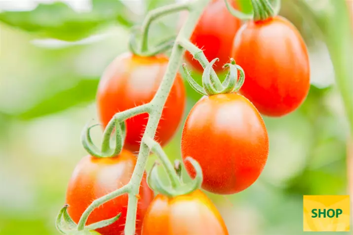 Tomate-ecológico-Bronzy_Volmary.png Tomate-ecológico-Bronzy_Volmary.png