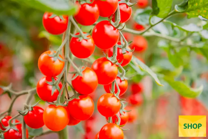 Tomate-ecológico-Cheralita_Volmary.png Tomate-ecológico-Cheralita_Volmary.png