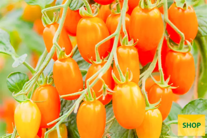 Tomate-ecológico-Ormato_Volmary.png Tomate-ecológico-Ormato_Volmary.png