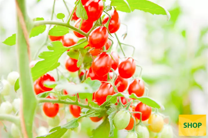Tomate-ecológico-Petita_Volmary.png Tomate-ecológico-Petita_Volmary.png