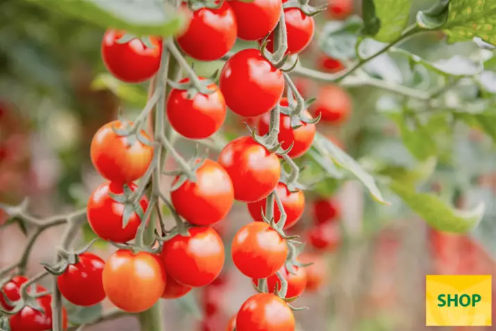 Pomodoro-ciliegino-biologico-Cheralita.png Pomodoro-ciliegino-biologico-Cheralita.png