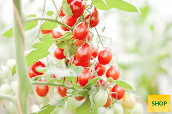 Pomodoro-ciliegino-biologico-Petita.png Pomodoro-ciliegino-biologico-Petita.png