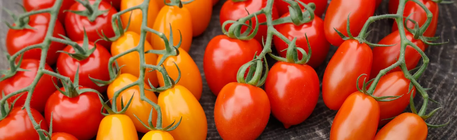 Tomates-cherry-de-vástago-injertado-de-primera-calidad_Volmary.png