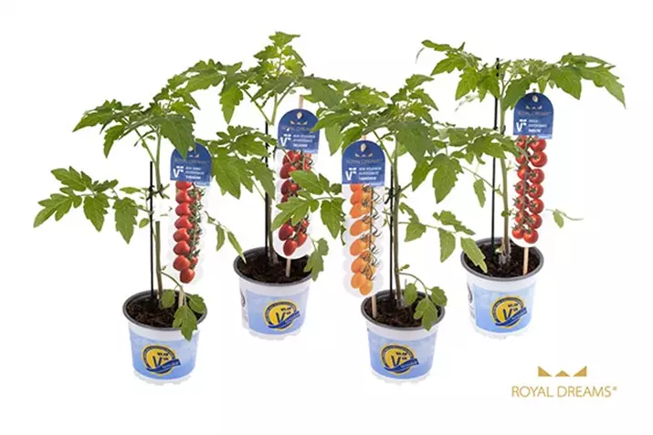 Tomates-cherry-de-vaina-injertados-de-primera- calidad.jpg