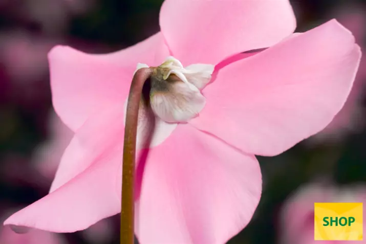 Elfjes-Pink_Volmary.png