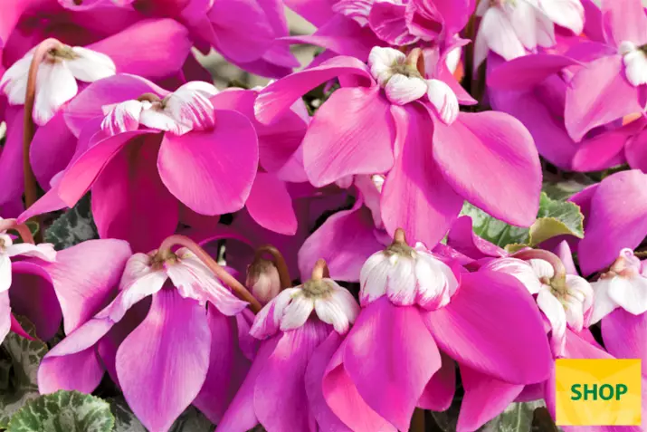Elfjes-Violet_Volmary.png