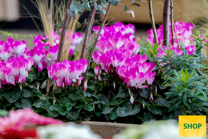 Cyclamen-Super-Serie-Fusion-Midi-Neon-Pink_Volmary.png