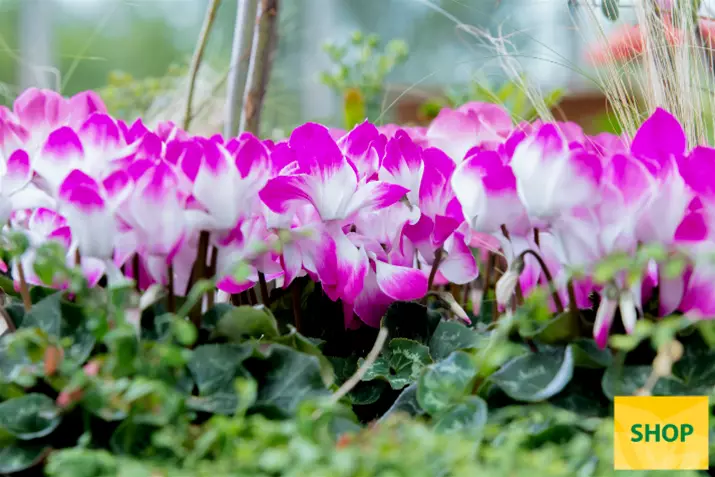 Cyclamen-Super-Serie-Fusion-Midi-Wine-Red_Volmary.png