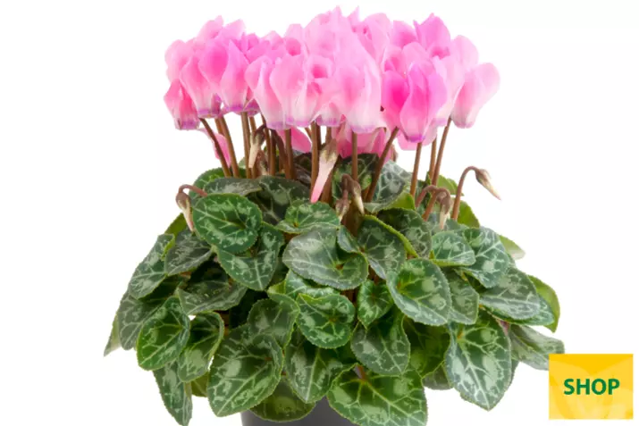 Eau-de-Cyclamen-Neon-Flamed_Volmary.png