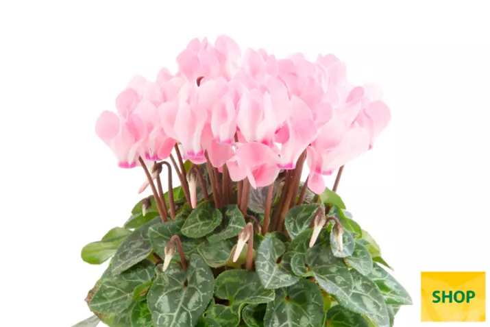 Eau-de-Cyclamen-Salmon-Flamed_Volmary.png