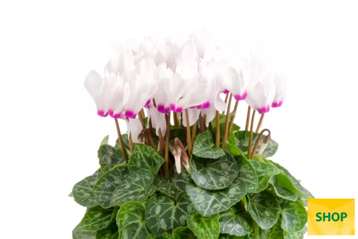Eau-de-Cyclamen-White-Eye_Volmary.png