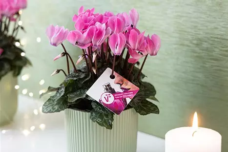 Ciclamen_Decoraciones_navideñas.jpg