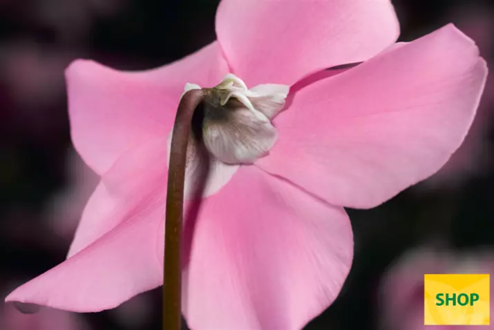 Elfjes-Pink-Volmary.png