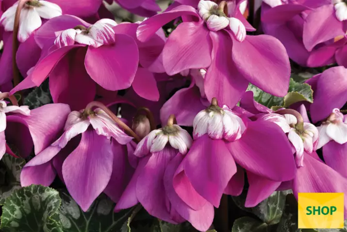 Elfjes-Violet-Volmary.png