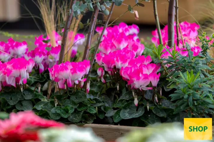 Cyclamen_Super_Serie_Fusion_Midi_Neon-Pink_Volmary.png
