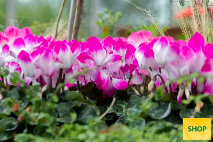 Cyclamen_Super_Serie_Fusion_Midi_Wine-Red_Volmary.png