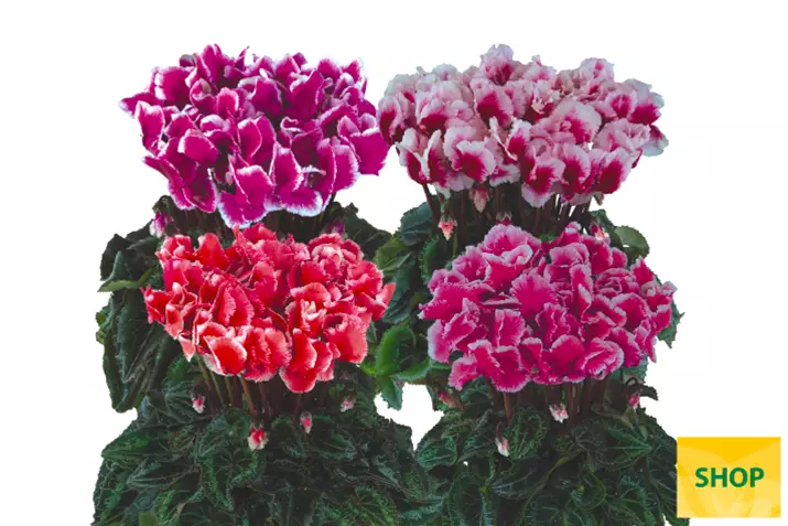 Cyclamen-Metis-Abanico-Mix_Volmary.png