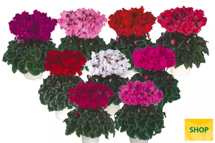 Crispino-Metis-Mix_Volmary.png Crispino-Metis-Mix_Volmary.png