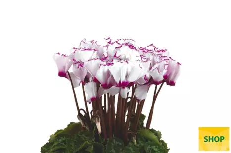 Cyclame_Super_Serie_Verano_Victoria_White_with_Eye_Volmary.png
