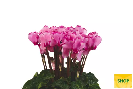 Cyclame_Super_Serie_Verano_Victoria_Light_Pink_Volmary.png