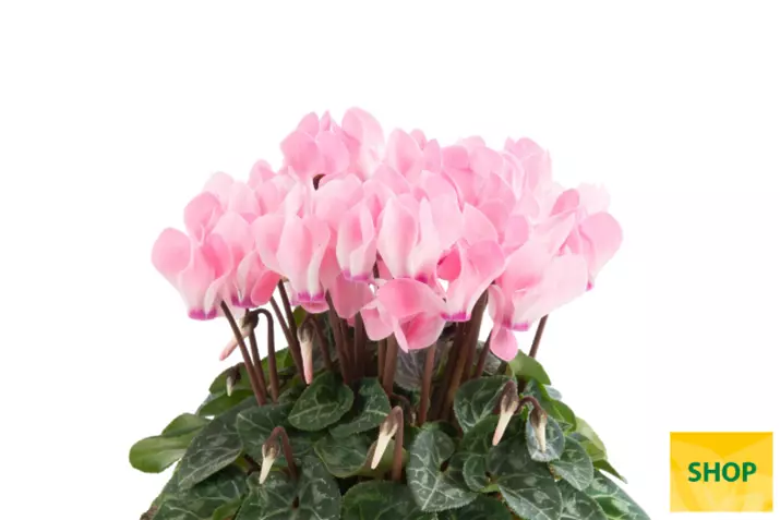 Eau de Cyclamen_Salmon-Flamed-Volmary.png