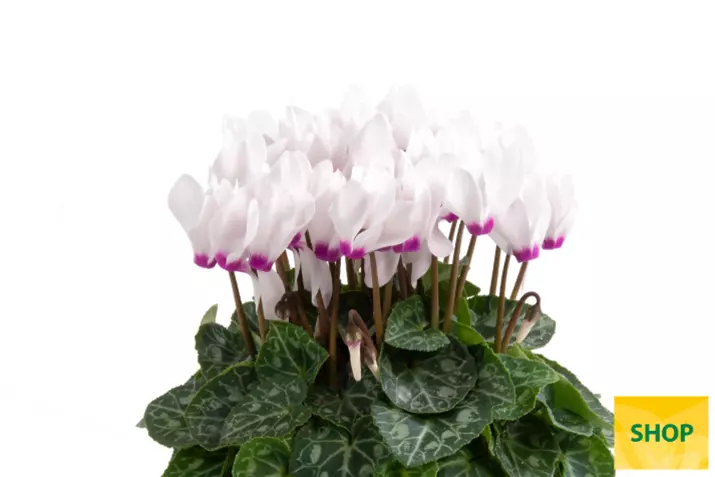 Eau de Cyclamen_White-Eye-Volmary.png