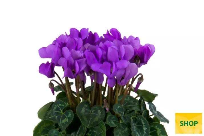 Cyclamen_Super_Serie_Dragon_Deep_Blue_Volmary.png
