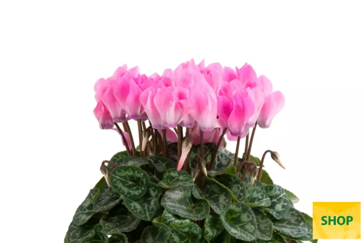 Eau de Cyclamen_Neon-Flamed-Volmary.png Eau de Cyclamen_Neon-Flamed-Volmary.png