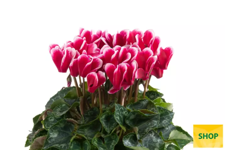 Eau de Cyclamen_Fuji Wine Red-Volmary.png Eau de Cyclamen_Fuji Wine Red-Volmary.png