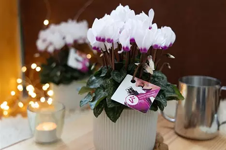 Decorazioni_natalizie_con_il_ciclamino.jpg