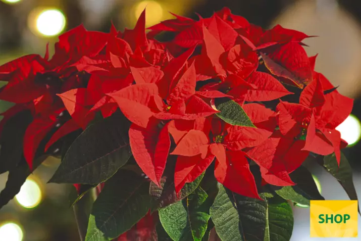 Poinsettia-Qismas-Forever_Volmary.png