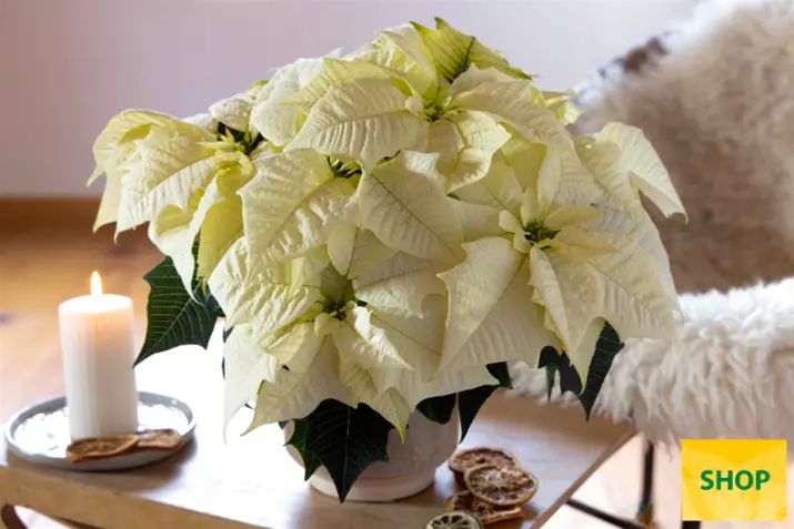 Poinsettia-Qismas-White_Volmary.png