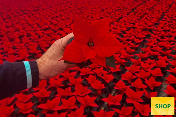 Poinsettia-Qismas-Bond_Volmary.png