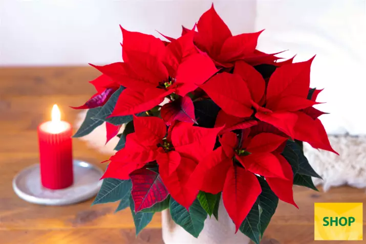 Poinsettia-Qismas-Christmas-Night_Volmary.png