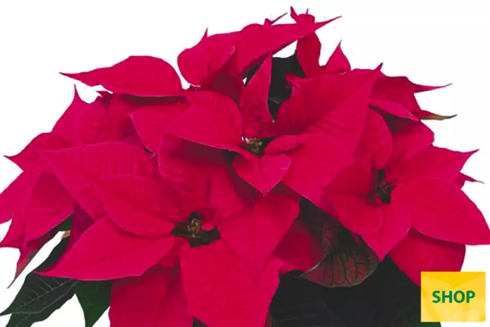 Poinsettia-Qismas-Christmas-Night-Hot-Pink_Volmary.png