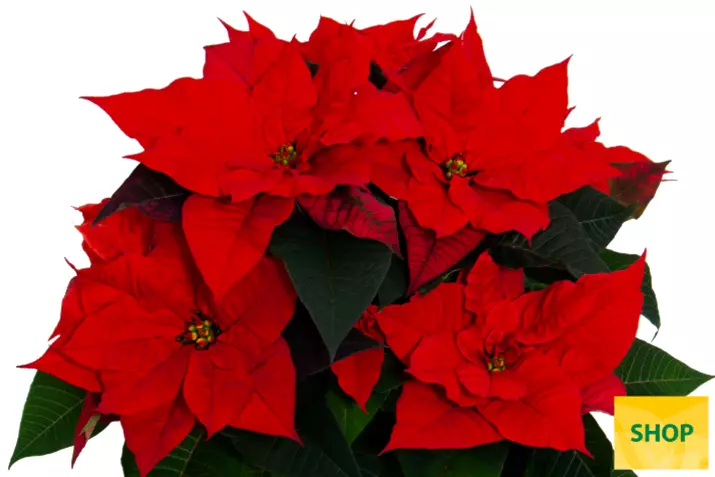 Poinsettia-Qismas-Christmas-Universe_Volmary.png