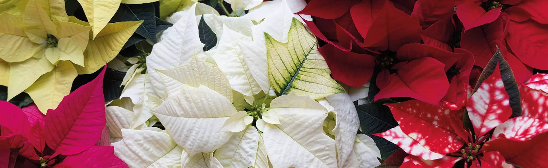 Poinsettia_Volmary.jpg