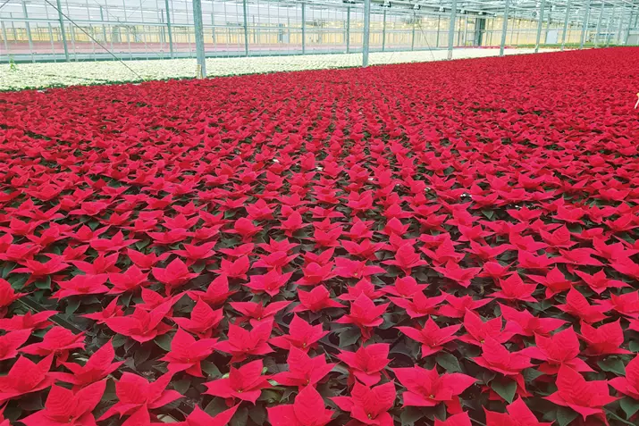 Poinsettia_Qismas_Bond_Mini.jpg Poinsettia_Qismas_Bond_Mini.jpg