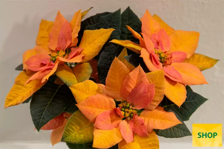 Poinsettia-Qismas-Apricot-Star_Volmary.png Poinsettia-Qismas-Apricot-Star_Volmary.png