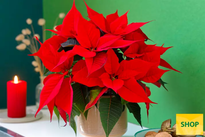 Poinsettia-Qismas-Christmas-Time_Volmary.png Poinsettia-Qismas-Christmas-Time_Volmary.png