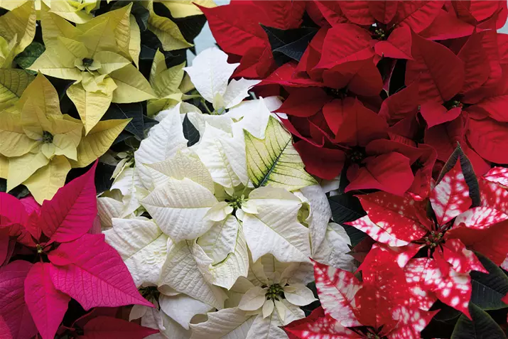 Euphorbia-Mix_Volmary.jpg