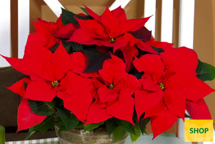 Poinsettia-Qismas-Christmas-Aurora_Volmary.png Poinsettia-Qismas-Christmas-Aurora_Volmary.png