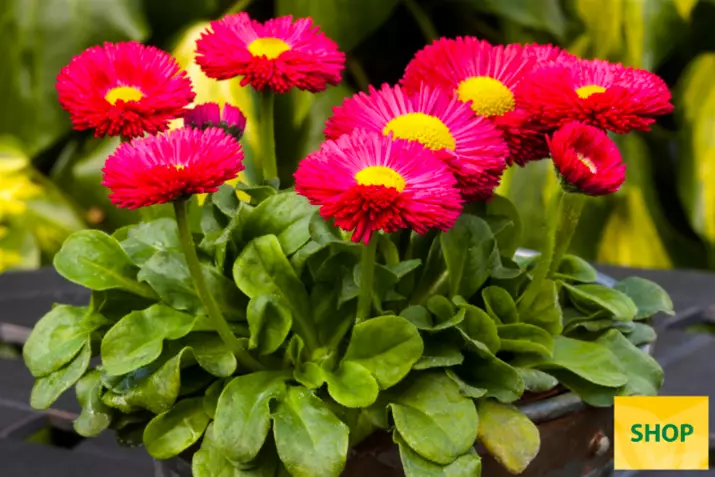 Bellis-Beluga®-Easy-Red-Volmary.png Bellis-Beluga®-Easy-Red-Volmary.png
