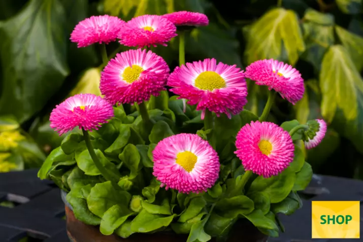 Bellis-Beluga®- Easy-Rose-Volmary.png Bellis-Beluga®- Easy-Rose-Volmary.png
