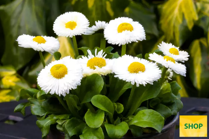 Bellis-Beluga®-Easy-White-Volmary.png Bellis-Beluga®-Easy-White-Volmary.png