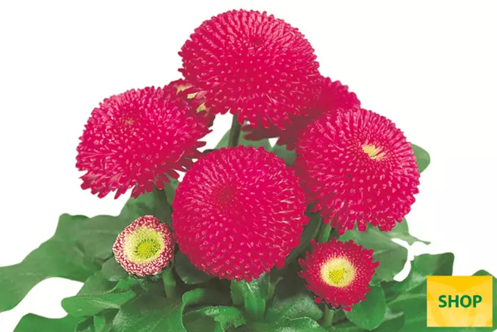 Bellis-Tasso-Deep-Rose-Volmary.png Bellis-Tasso-Deep-Rose-Volmary.png