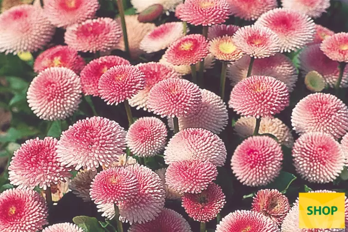 Bellis-Tasso-Strawberrie-Cream-Volmary.png Bellis-Tasso-Strawberrie-Cream-Volmary.png