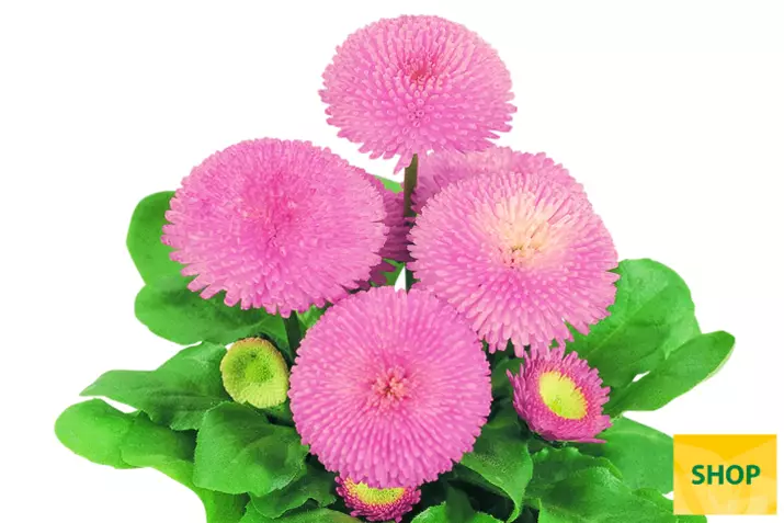 Bellis-Tasso-Pink-Volmary.png Bellis-Tasso-Pink-Volmary.png